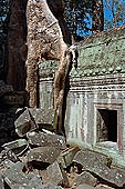 Ta Prohm temple - silk-cotton trees rising over the ruins